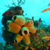 corales en taganga