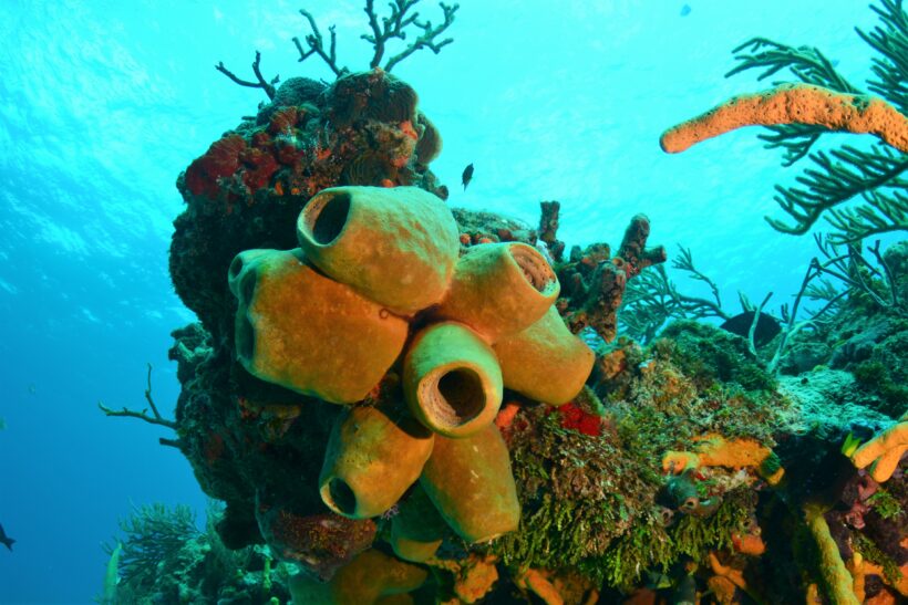 corales en taganga